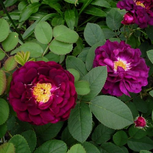 Gärtnerei - Rosa Tuscany Superb - violett - gallica rosen - diskret duftend - Thomas Rivers & Son Ltd. - Grell lila Rose Gallica mit diskretem Duft und imposanten, gelben Staubgefäßen. Sie verbreitet sich schnell durch Wurzelsprossen und entwickelt im Her